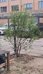 Meerstammige Berk - Nieuw Geplant, Ophalen, Overige soorten, 100 tot 250 cm