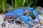 Mooie blauwe florida kreeft in zeer gezonde staat., Dieren en Toebehoren, Vis