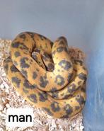 Corallus hortulanus nk 2020, Dieren en Toebehoren, Reptielen en Amfibieën, Slang, 3 tot 6 jaar