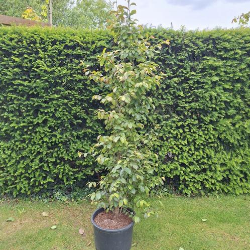 Perzisch ijzerhout, Tuin en Terras, Planten | Struiken en Hagen, Ophalen