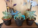 Des Pots vaasjes set, waxinelichtjehouder/vetplant/cactus/, Huis en Inrichting, Woonaccessoires | Vazen, Ophalen