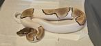 ball python 1.0 mojave pied het ultramel, Dieren en Toebehoren, Reptielen en Amfibieën, Slang, Tam, 0 tot 2 jaar