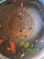 L181 pepermunt plecos, Dieren en Toebehoren, Vissen | Aquaria en Toebehoren, Ophalen