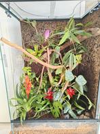 Terrarium compleet met veel toebehoren., Dieren en Toebehoren, Reptielen en Amfibieën | Toebehoren, Ophalen