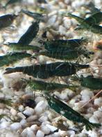 Green jade neocaridina garnaaltjes, Dieren en Toebehoren, Vissen | Aquariumvissen, Kreeft, Krab of Garnaal