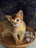 Abessijn kittens, Dieren en Toebehoren, Katten en Kittens | Raskatten | Korthaar, Meerdere dieren, Gechipt, 0 tot 2 jaar