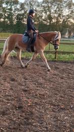 Een allround topper!, Dieren en Toebehoren, Merrie, Minder dan 160 cm, Gechipt, L