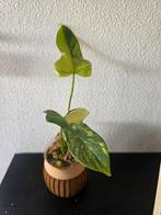 Philodendron bipennifolium Violin varigata, Ophalen of Verzenden, Halfschaduw, Minder dan 100 cm