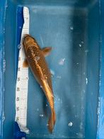 Koi te koop, Dieren en Toebehoren, Karper of Koi