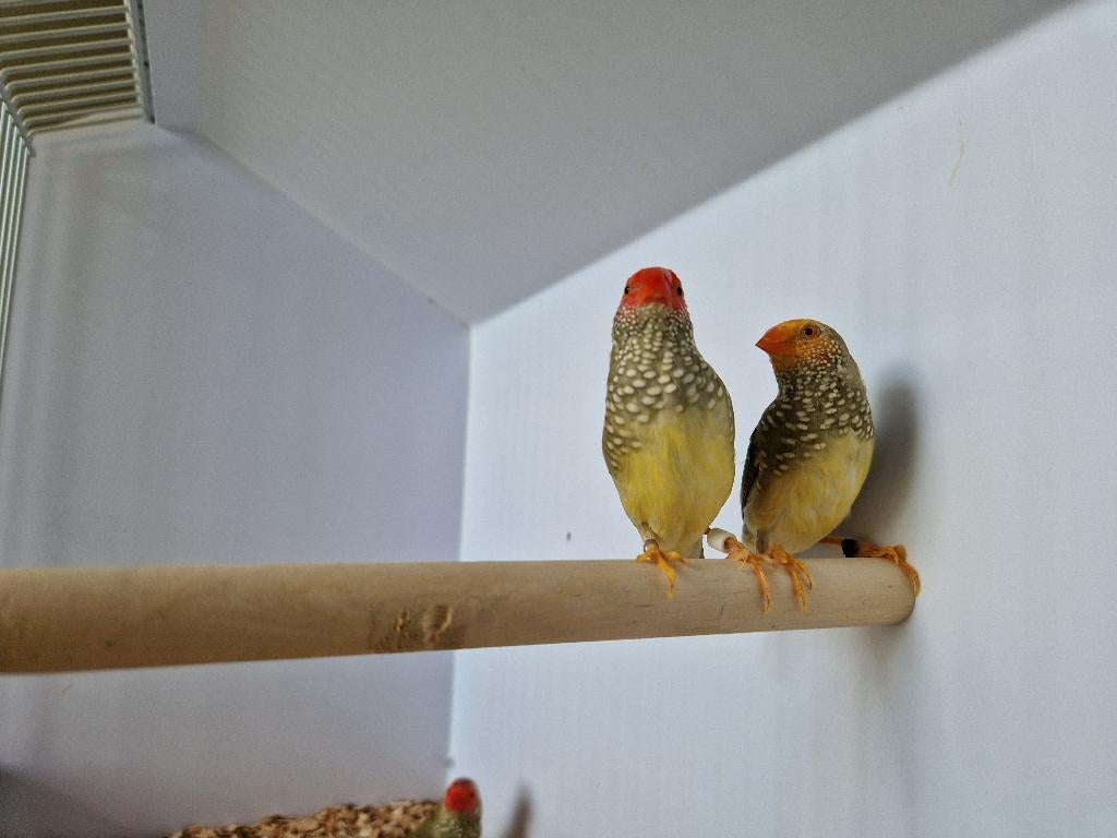 Binsenastrilde roodkop |Tropische vogels | Passend advies, Dieren en Toebehoren, Vogels | Kanaries, Meerdere dieren, Kleurkanarie