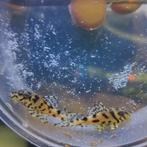 L236 sy jongen, Dieren en Toebehoren, Vis, Zoetwatervis