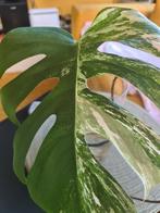 Monstera Deliciosa Variegata stek, Huis en Inrichting, Kamerplanten, Ophalen, Overige soorten, Halfschaduw, In pot