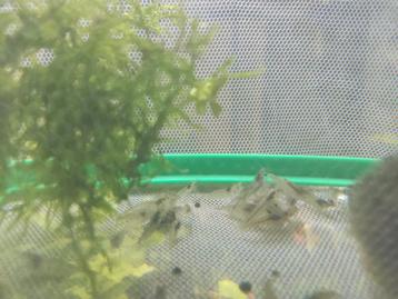 Japonica garnalen 10 voor €5,- + 2 gratis  beschikbaar voor biedingen