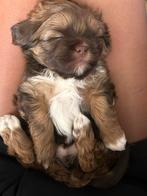 lieve Shih tzu/ toy poodle zoekt een forever home, Dieren en Toebehoren, Overige rassen, CDV (hondenziekte), 8 tot 15 weken, Meerdere