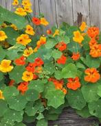 Oost Indische Kers zaden, in vele kleuren, Tuin en Terras, Ophalen of Verzenden, Voorjaar, Volle zon, Zaad