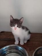 Kittens 3x, zeer goed gesocialiseerd, Meerdere dieren