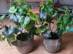 2 kunstplanten met pot., Huis en Inrichting, Ophalen, Zo goed als nieuw, Binnen