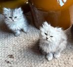Hele mooie Britse langharige kittens te koop!, Dieren en Toebehoren, Katten en Kittens | Raskatten | Langhaar, Geslacht onbekend