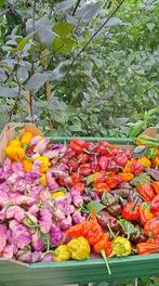 complete set peperzaden van extreem heet tot mild, Tuin en Terras, Bloembollen en Zaden, Ophalen of Verzenden, Gehele jaar, Volle zon