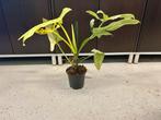 Philodendron Gold Swan 6 P17, Verzenden, Overige soorten, Minder dan 100 cm
