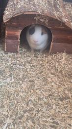 Cavia gratis ophalen eerbeek., Dieren en Toebehoren, Knaagdieren, April, Mannelijk, Cavia