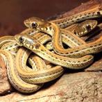 Thamnophis, Dieren en Toebehoren, Reptielen en Amfibieën, 0 tot 2 jaar
