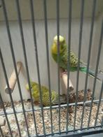 Blackface split dun fallow x dunfallow x blackface, Meerdere dieren, Parkiet