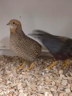 Chinese dwergkwartels, Meerdere dieren, Tropenvogel, Geringd
