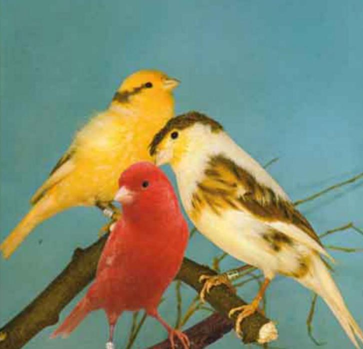 Vogelbeurs E.U.K.V., Dieren en Toebehoren, Vogels | Kanaries, Kleurkanarie, Meerdere dieren