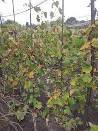 druiven, grote planten ecologische eet- als wijndruiven, Tuin en Terras, Planten | Tuinplanten, Overige soorten, Volle zon, Ophalen of Verzenden