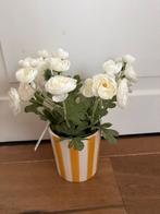 Mooi ranonkel plantje met gestreepte bloempot (  intratuin), Ophalen of Verzenden, Nieuw