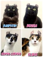 American Curl jonge katten, Dieren en Toebehoren, Katten en Kittens | Overige Katten, Meerdere dieren, Langharig, 0 tot 2 jaar