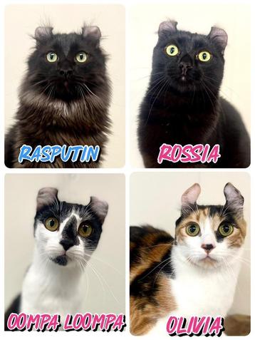 American Curl jonge katten beschikbaar voor biedingen