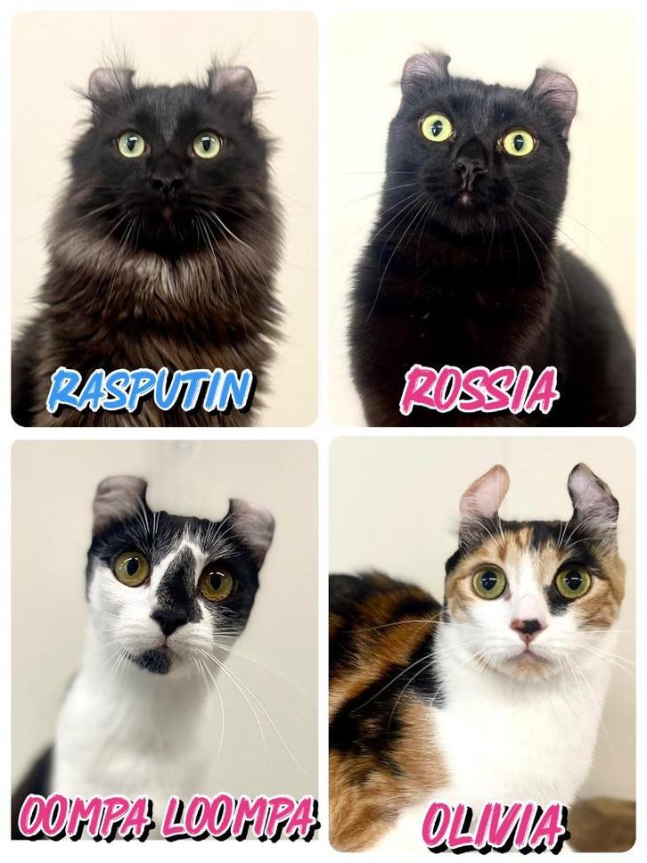 American Curl jonge katten, Dieren en Toebehoren, Katten en Kittens | Overige Katten, Langharig, Meerdere dieren, 0 tot 2 jaar