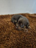 Prachtige Jack russell pups, Dieren en Toebehoren, Jack Russell Terriër, 8 tot 15 weken, Meerdere, Meerdere dieren