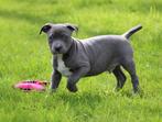 Amerikaanse Stafford pups, Dieren en Toebehoren, Honden | Jack Russells en Terriërs, CDV (hondenziekte), 8 tot 15 weken, België