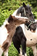 Verzorgpony/paarden aangeboden, Dieren en Toebehoren, Paarden en Pony's | Verzorgingsproducten, Ophalen