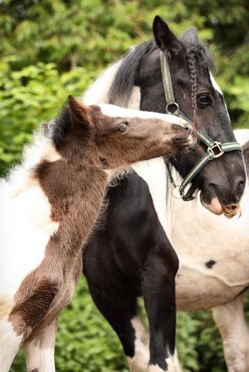 Verzorgpony/paarden aangeboden beschikbaar voor biedingen