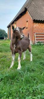 Ter dekking  toggenburger  bok, Mannelijk, Geit