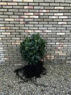 Laurier (Prunus Novita), Ophalen of Verzenden, Laurier, Haag