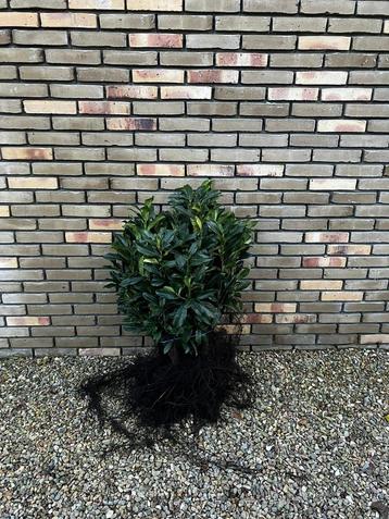 Laurier (Prunus Novita) beschikbaar voor biedingen