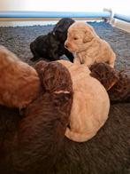 Labradoodle pup pups puppies, Rabiës (hondsdolheid), Overige rassen, 8 tot 15 weken, Meerdere