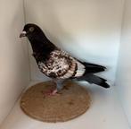 Fraaie, jonge kleurpostduiven te koop, Dieren en Toebehoren, Vogels | Duiven, Postduif