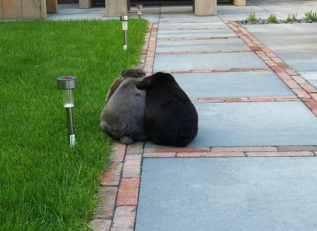 Konijnen oppas, Meerdere dieren