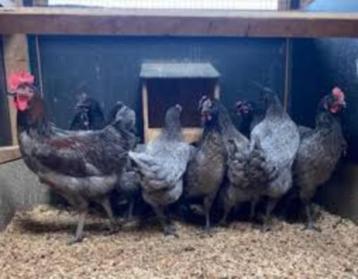 Australorp kippen. beschikbaar voor biedingen