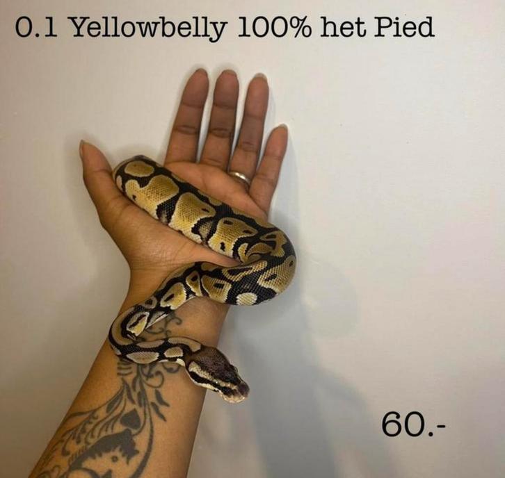 0.1 Yellowbelly 100% het pied NK24