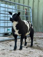 Bont ramlam, Mannelijk, Schaap