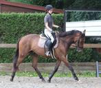 Bijrijders aangeboden/ verzorgpaard gezocht, Dieren en Toebehoren, Ophalen of Verzenden