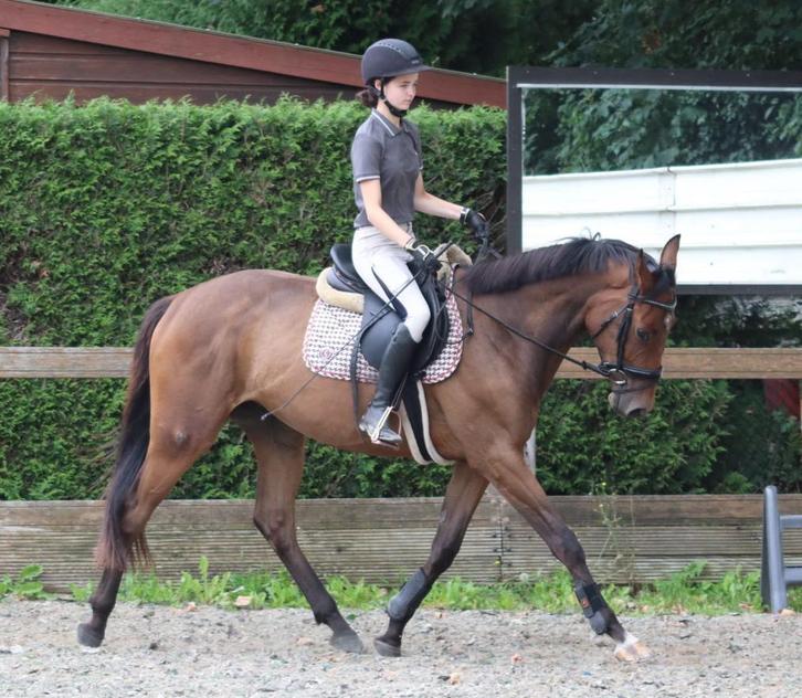 Bijrijders aangeboden/ verzorgpaard gezocht, Dieren en Toebehoren, Paarden en Pony's | Verzorgingsproducten, Ophalen of Verzenden