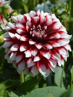 3 knollen dahlia duet, Tuin en Terras, Bloembollen en Zaden, Ophalen of Verzenden, Volle zon, Knol